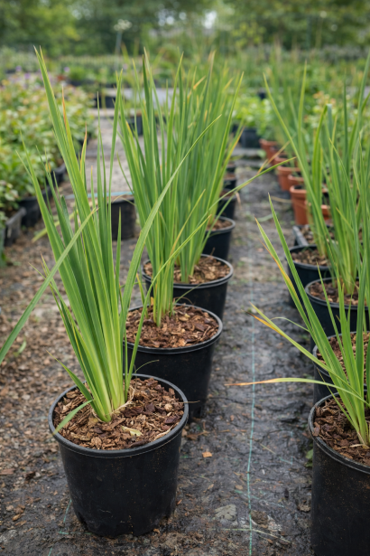 Ірис Пінк Парфе купити в контейнері